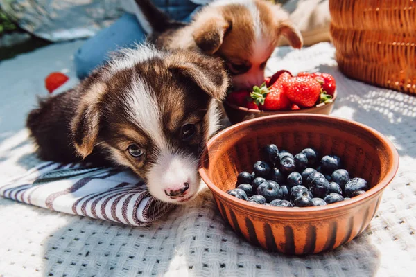 Adorable Puppies Eating Strawberries Blue Berries Together Bowls Picnic Sunny — Stock Photo, Image