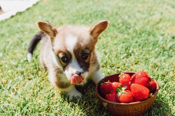 可爱的蓬松小狗舔自己附近的碗与成熟的草莓在绿草 — 图库照片