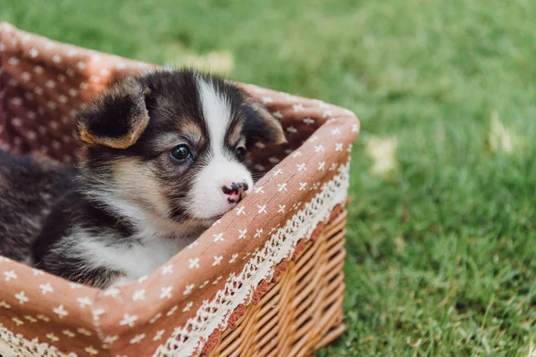 可爱的可爱的小狗在柳条盒在绿色的夏季花园 — 图库照片