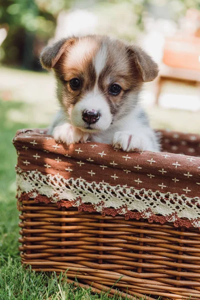 Cute Adorable Puppy Wicker Box Green Summer Garden Sunlight — Stock Photo, Image