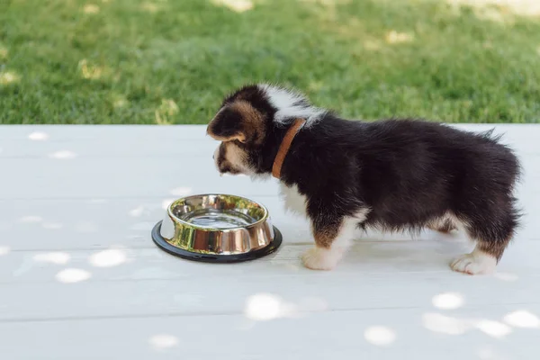 Cute Puppy Drinking Water Silver Pet Bowl Wooden Construction Garden — Stock Photo, Image