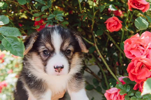 Bonito Filhote Cachorro Perto Florescendo Rosa Arbusto Jardim — Fotografia de Stock