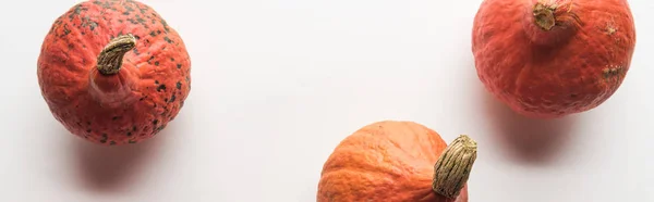 Top View Whole Ripe Pumpkins White Background Panoramic Shot — Stock Photo, Image