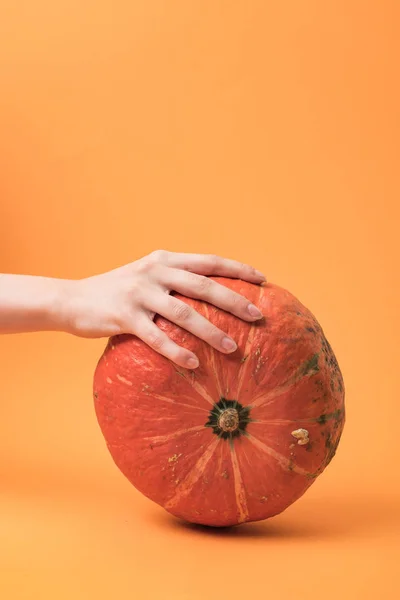 Partial View Woman Touching Pumpkin Orange Background — Stock Photo, Image