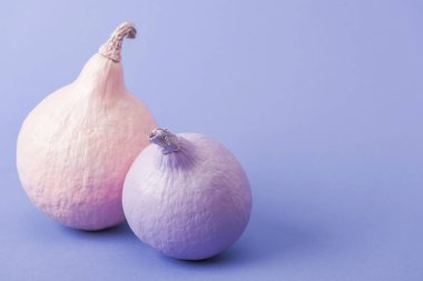 mor arka plan üzerinde pastel renkli boyalı kabaklar