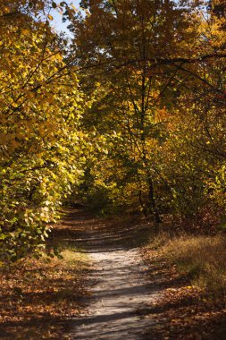 scenic autumnal forest with golden foliage and path in sunlight clipart