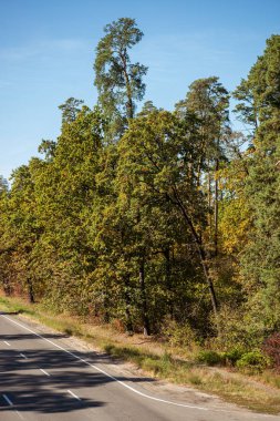 Parlak sonbahar ormanı Altın yapraklar ve yol gün ışığında