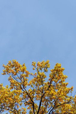 Sonbahar ağacı, mavi gökyüzü arka planında altın yapraklarla güneş ışığında