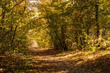 Altın yapraklı ve gün ışığında yolu olan pitoresk sonbahar ormanı