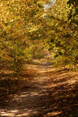 scenic autumnal forest with golden foliage and pathway in sunlight clipart
