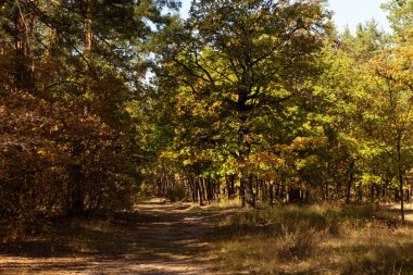 scenic autumnal forest with golden foliage and path in sunlight clipart