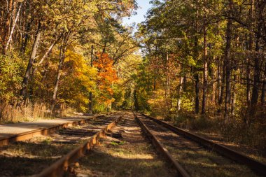 Manzaralı sonbahar ormanlarında demiryolu. Altın yapraklar güneş ışığında.
