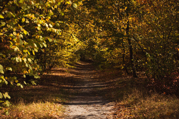 scenic autumnal forest with golden foliage and path in sunlight