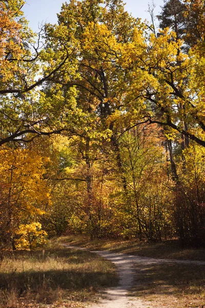 Scenic Autumnal Forest Golden Foliage Trail Sunlight — Stock Photo, Image