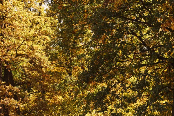 scenic autumnal forest with golden foliage in sunlight