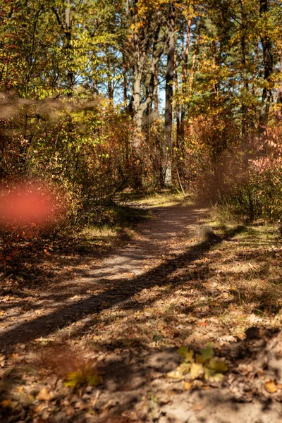 Parlak Sonbahar Ormanı Altın Yapraklar Gün Işığında Yol — Stok fotoğraf