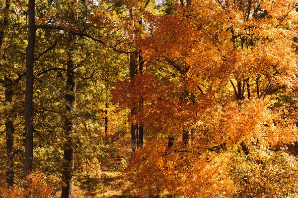 Живописный Осенний Лес Золотой Листвой Солнечном Свете — стоковое фото