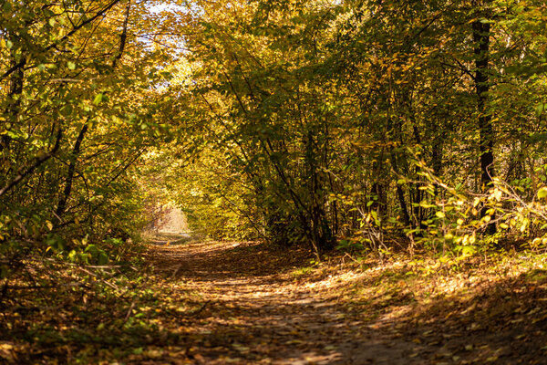 picturesque autumnal forest with golden foliage and path in sunlight