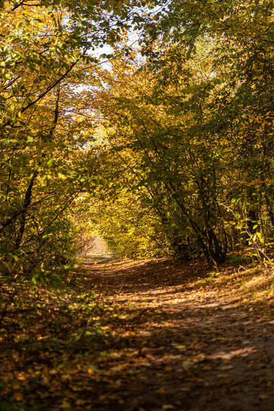 scenic autumnal forest with golden foliage and path in sunlight