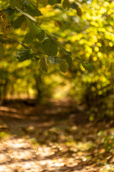 selective focus of scenic autumnal forest with golden foliage and path in sunlight