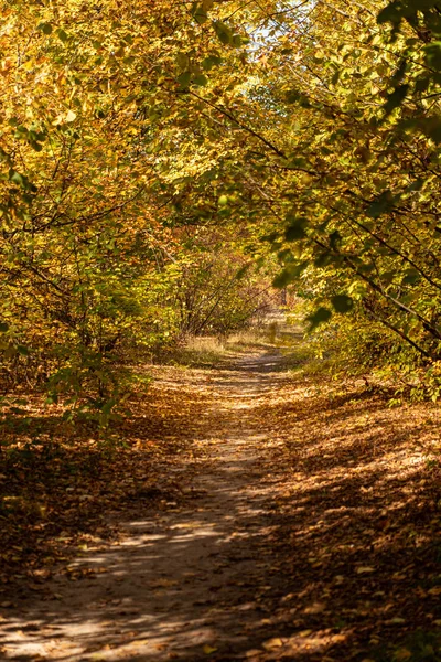 scenic autumnal forest with golden foliage and pathway in sunlight