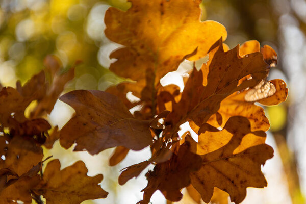 close up view of autumnal golden foliage on tree branch in sunlight