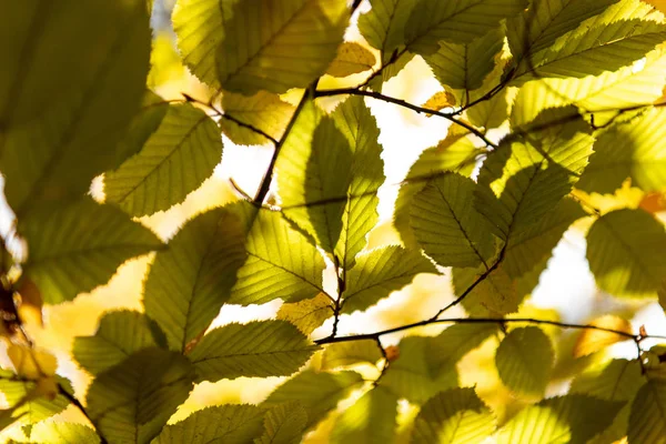close up view of autumnal golden foliage on tree branch in sunlight