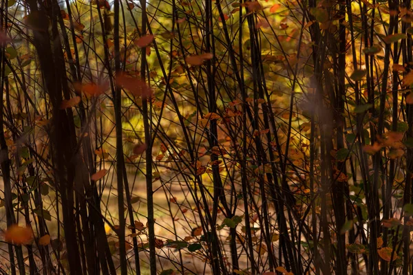 tree branches with golden foliage in autumnal forest