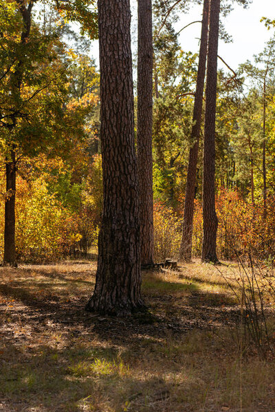 picturesque autumnal forest with wooden tree trunks in sunlight