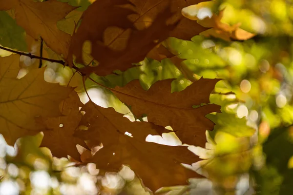 Κοντινή Προβολή Των Φύλλων Σφενδάμου Στο Φθινοπωρινό Δάσος Στο Φως — Φωτογραφία Αρχείου
