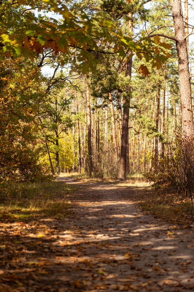 beautiful autumnal forest with golden foliage and path in sunlight