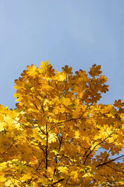 Κοντινή Προβολή Φθινοπωρινού Δέντρου Χρυσαφί Φύλλωμα Μπλε Φόντο Του Ουρανού — Φωτογραφία Αρχείου