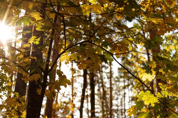 Visão Baixo Ângulo Pitoresca Floresta Outonal Com Folhagem Dourada Galhos — Fotografia de Stock