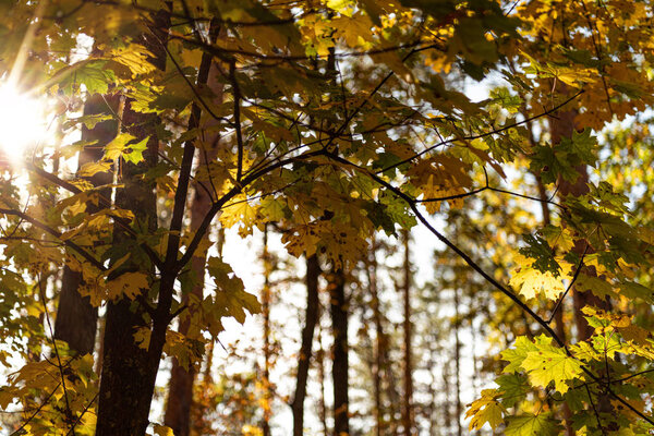 low angle view of picturesque autumnal forest with golden foliage and tree branches in sunlight