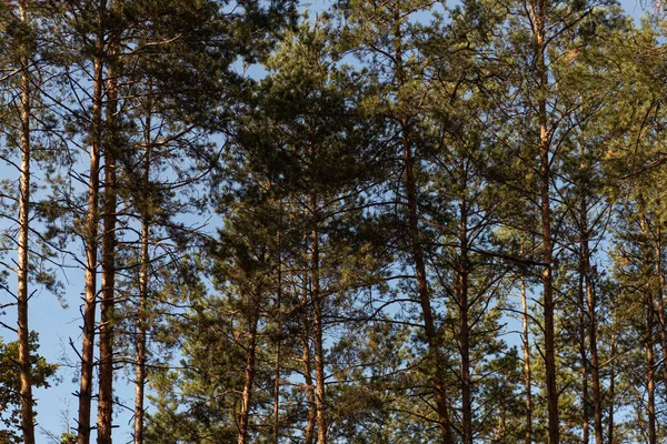Мальовничий Ліс Зеленими Високими Соснами Сонячному Світлі — стокове фото