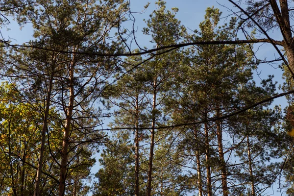 太陽の下で緑の背の高い松と絵の森の低角度ビュー — ストック写真