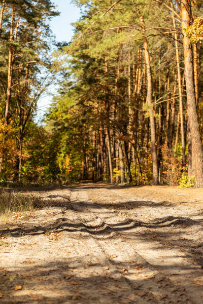 scenic autumnal forest with golden foliage and path in sunlight