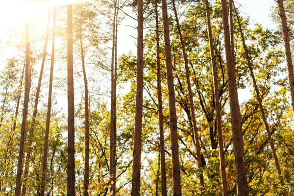 Low Angle View Autumnal Trees Blue Sky Background Sun — Stock Photo, Image