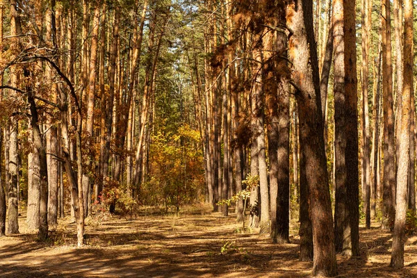 Γραφικό Φθινοπωρινό Δάσος Κορμούς Δέντρων Και Μονοπάτι Στο Φως Του — Φωτογραφία Αρχείου
