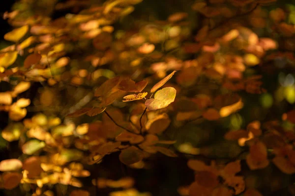 Close View Autumnal Golden Foliage — Stock Photo, Image