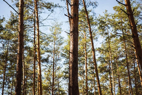 美丽的秋天森林 有木制树干 阳光普照 — 图库照片