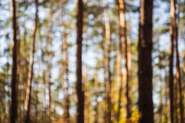 太陽の光の下で木の幹を持つ風光明媚な秋の森の焦点を当てたイメージ — ストック写真