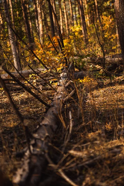 Fallna Trädstam Marken Höstskogen — Stockfoto