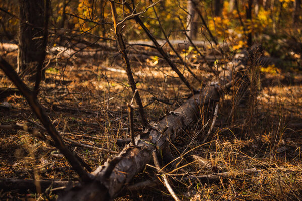 упавшее дерево ствол на землю в осеннем лесу
