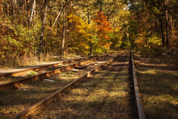 Vasút Őszi Erdőben Arany Lombozat Napfényben — Stock Fotó