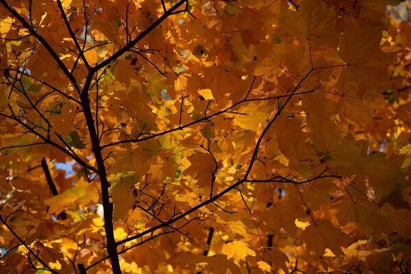 close up view of orange maple leaves on branch