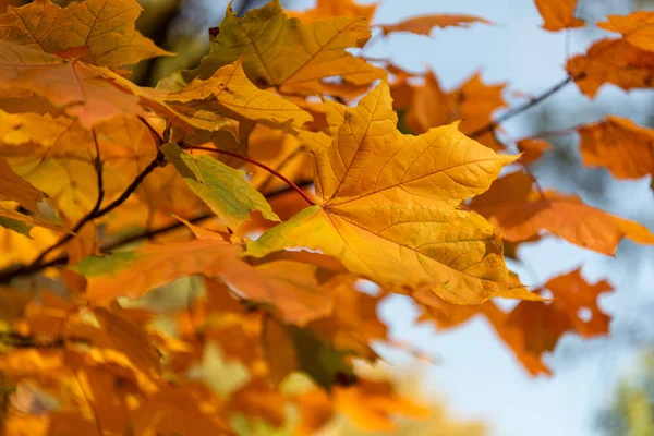 close up view of orange maple leaves on branch