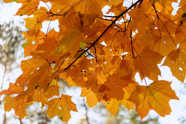 close up view of orange maple leaves on branch