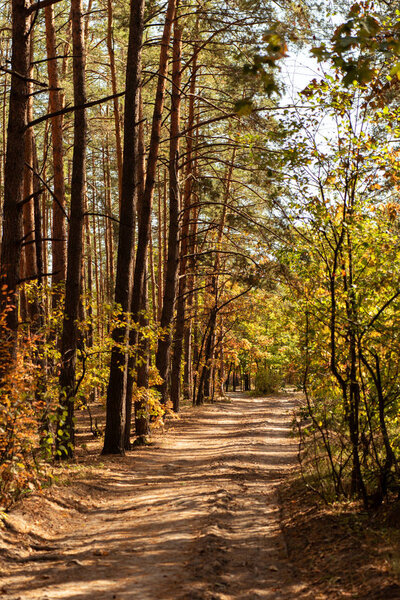 scenic autumnal forest with wooden trunks and path in sunlight