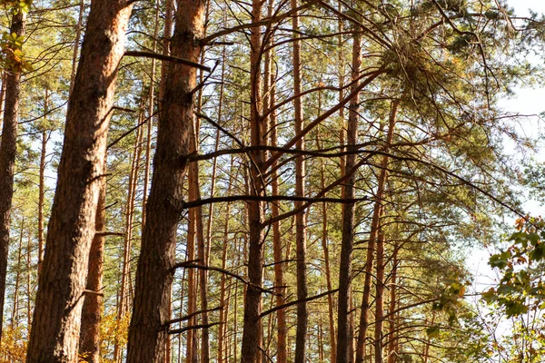 Laag Hoekzicht Van Houten Stammen Zon — Stockfoto